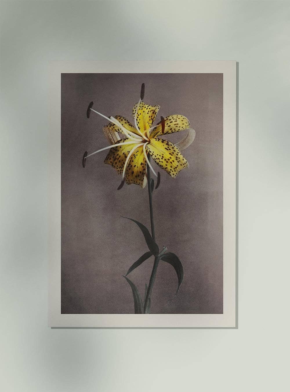 Lirio amarillo de Ogawa Kazumasa