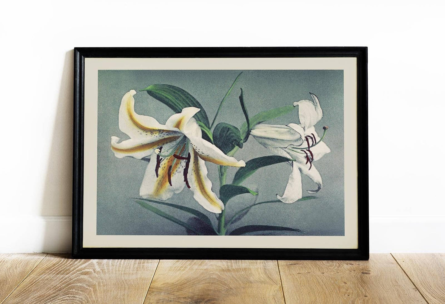 Lirio blanco de Ogawa Kazumasa
