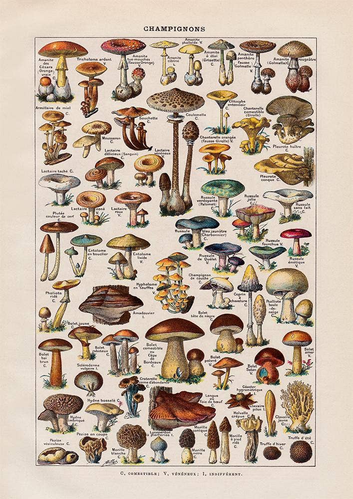 Lámina de setas vintage II - Arte botánico de Adolphe Millot