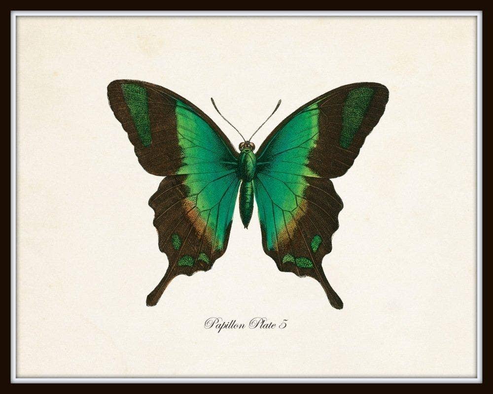 Conjunto de 9 láminas artísticas de mariposas vintage
