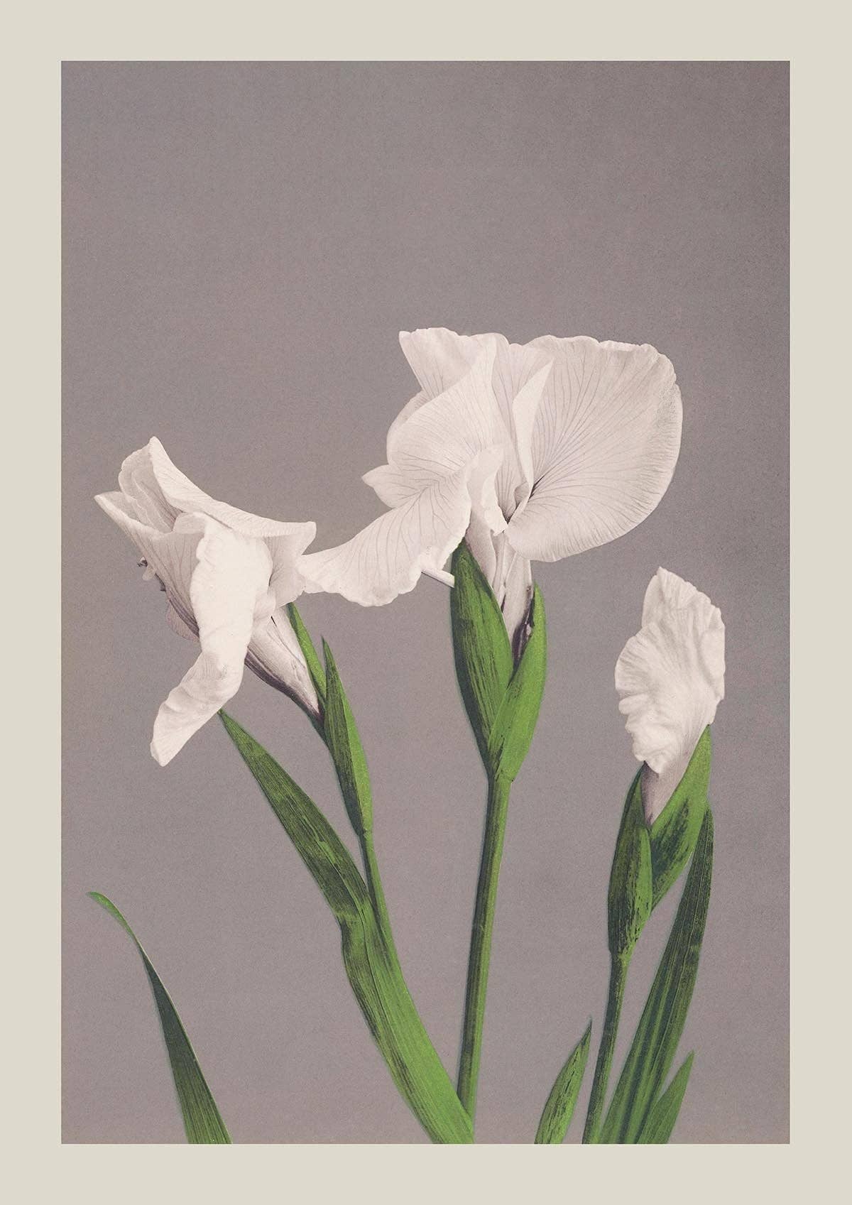 Iris blancos de Ogawa Kazumasa