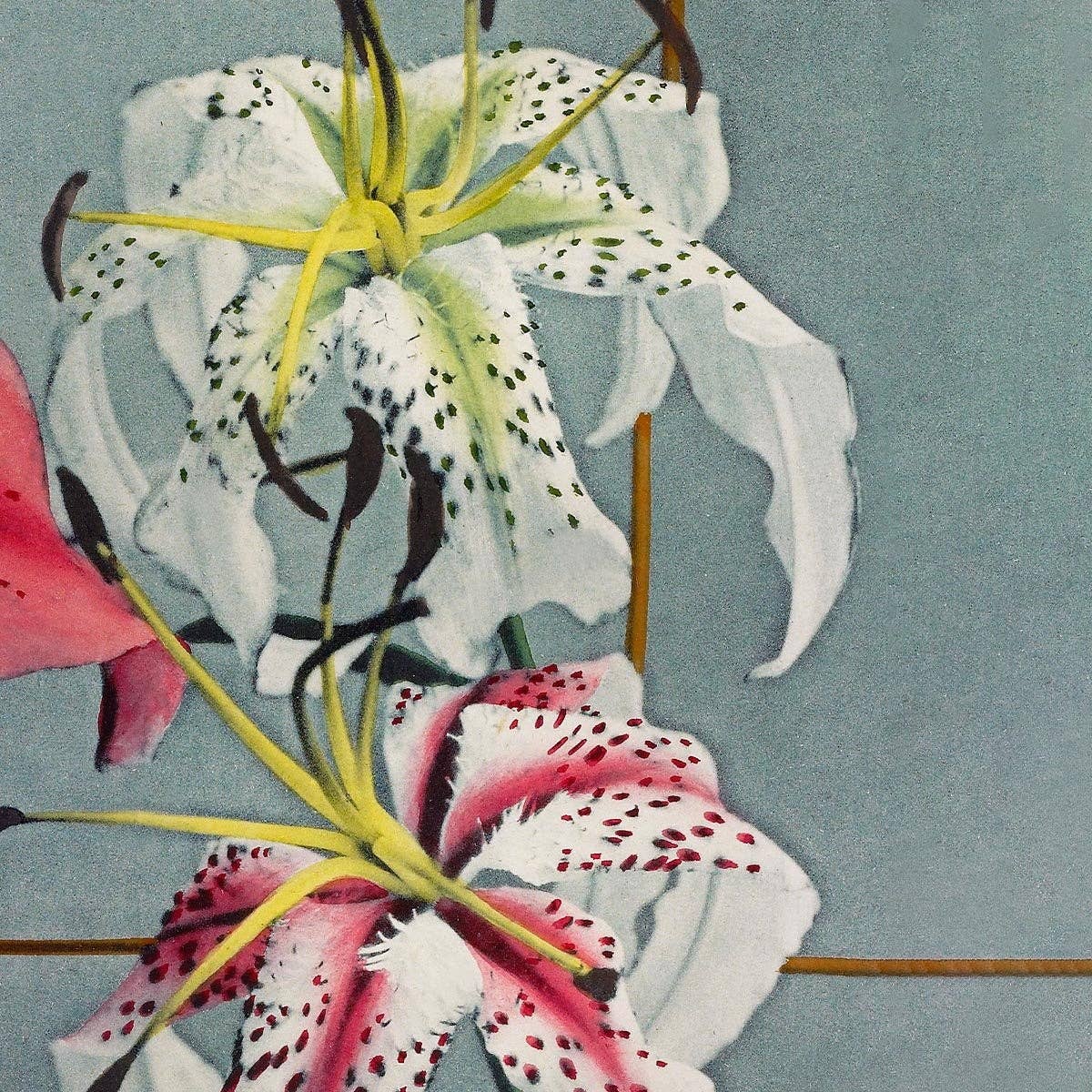 Lirio colorido III de Ogawa Kazumasa