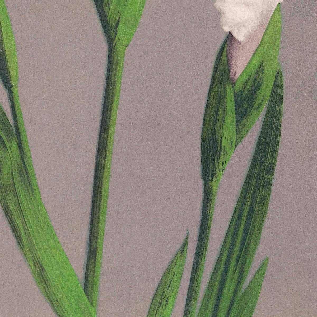 Iris blancos de Ogawa Kazumasa