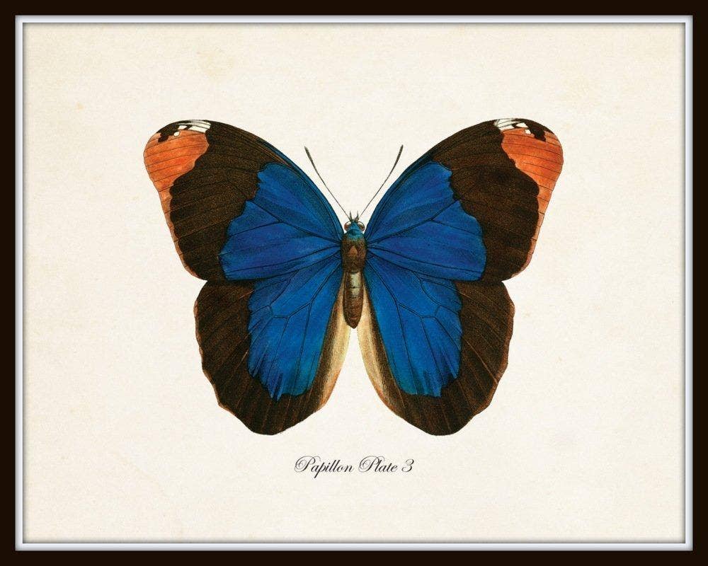Conjunto de 9 láminas artísticas de mariposas vintage