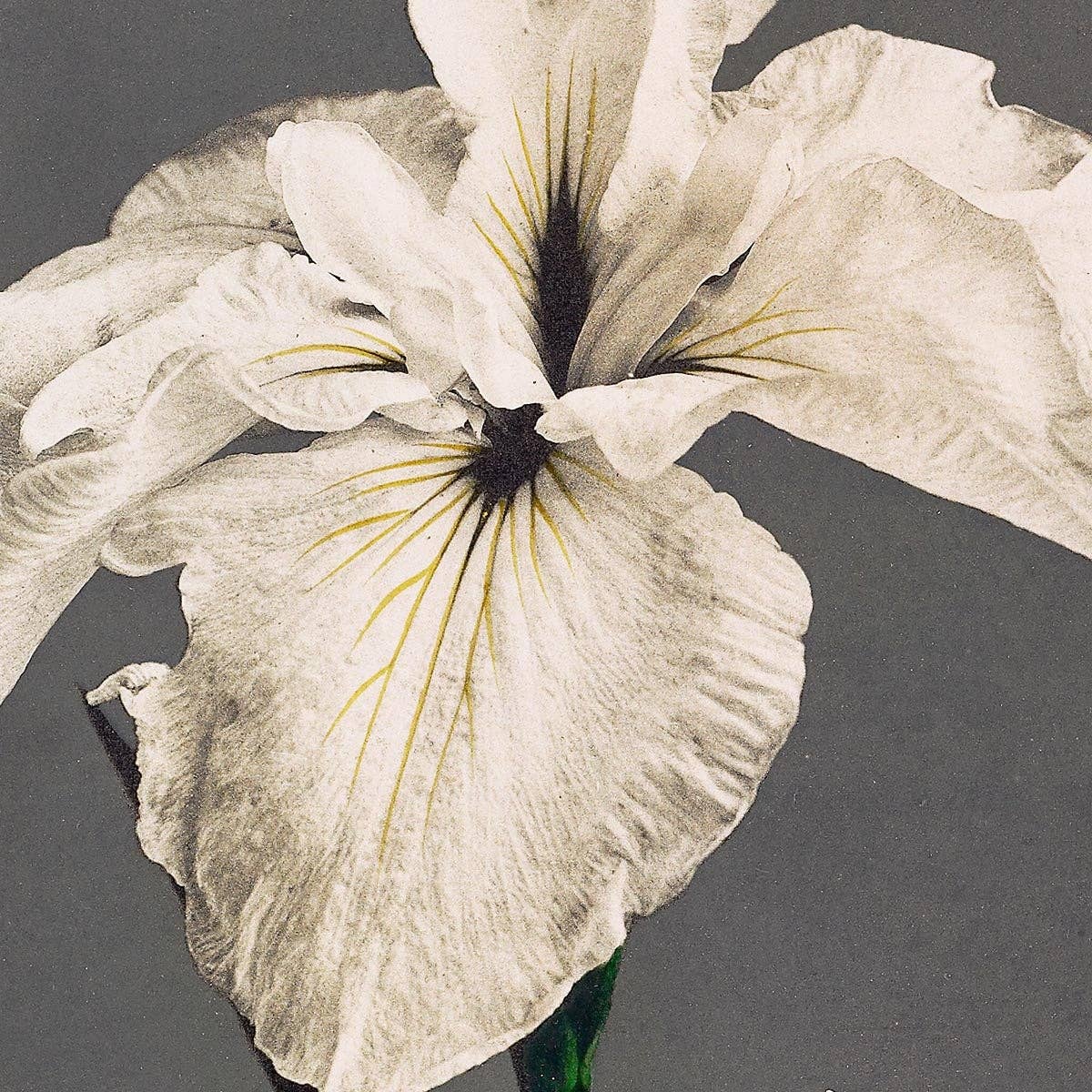 Cartel de la exposición Iris Kæmpferi de Ogawa Kazumasa