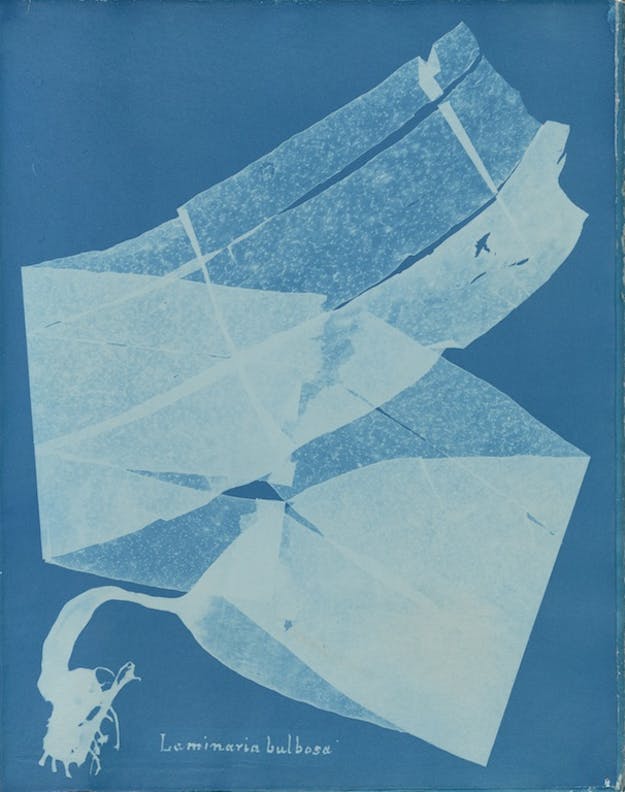 Laminaria bulbosa de Anna Atkins