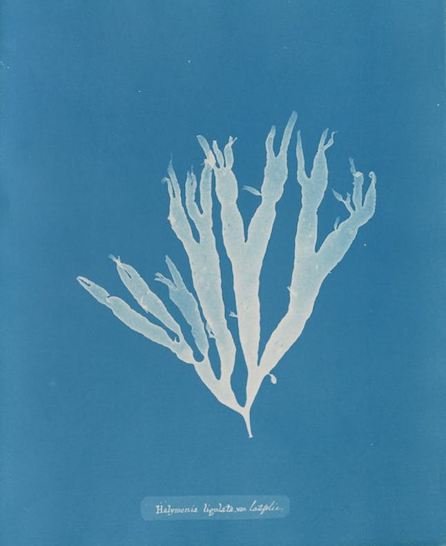 Halymenia ligulata var. latifolia por Anna Atkins