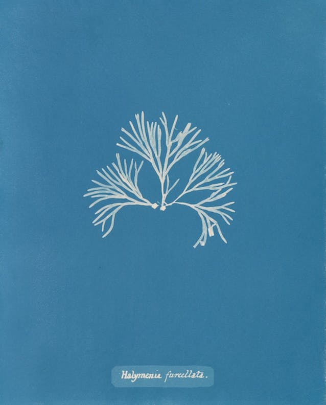 Halymenia furcellata por Anna Atkins