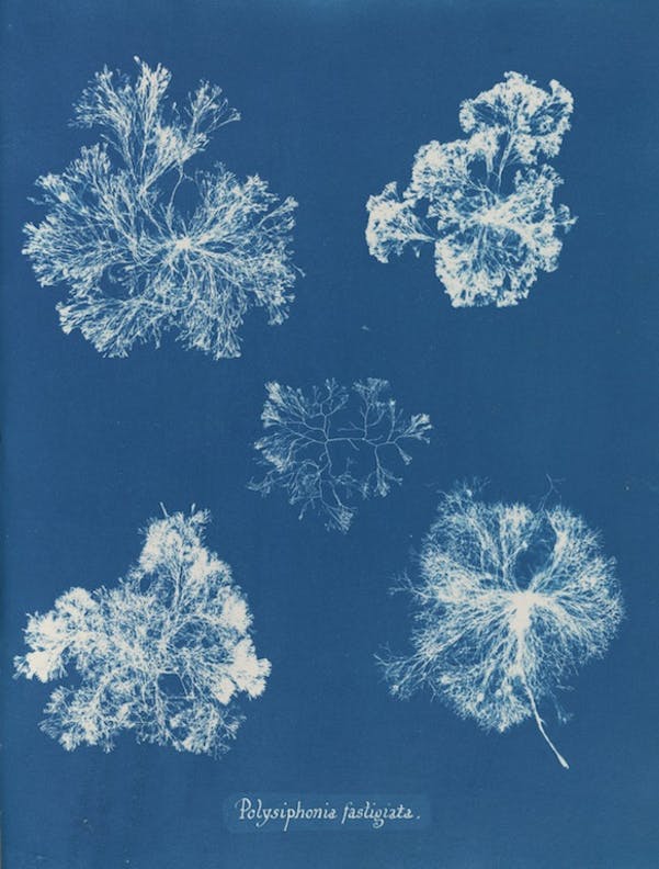 Polysiphonia fastigiata de Anna Atkins