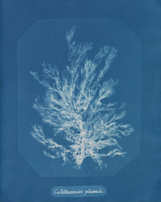 Callithamnion plumula de Anna Atkins