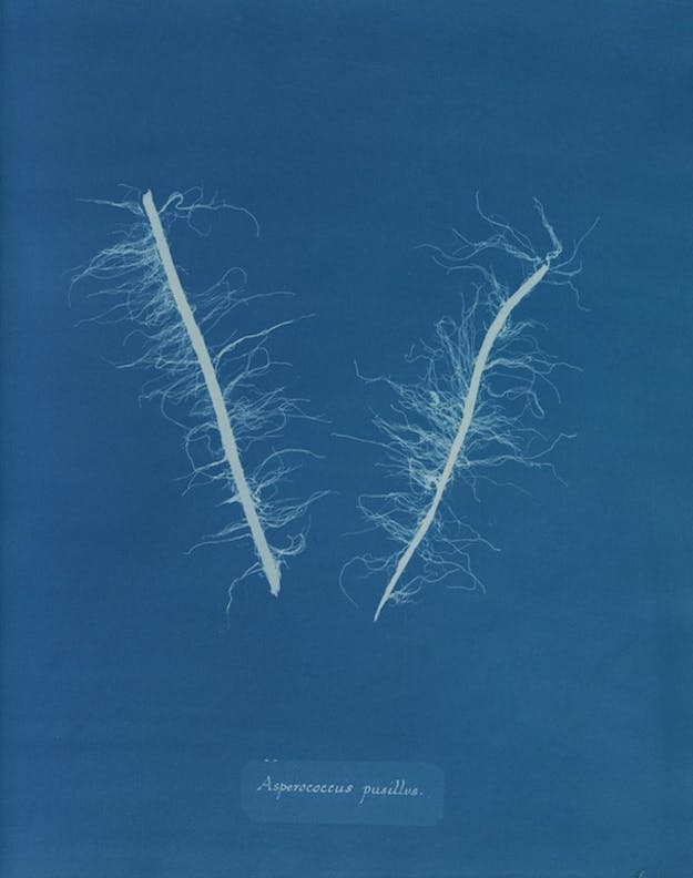 Asperococcus pusillus por Anna Atkins