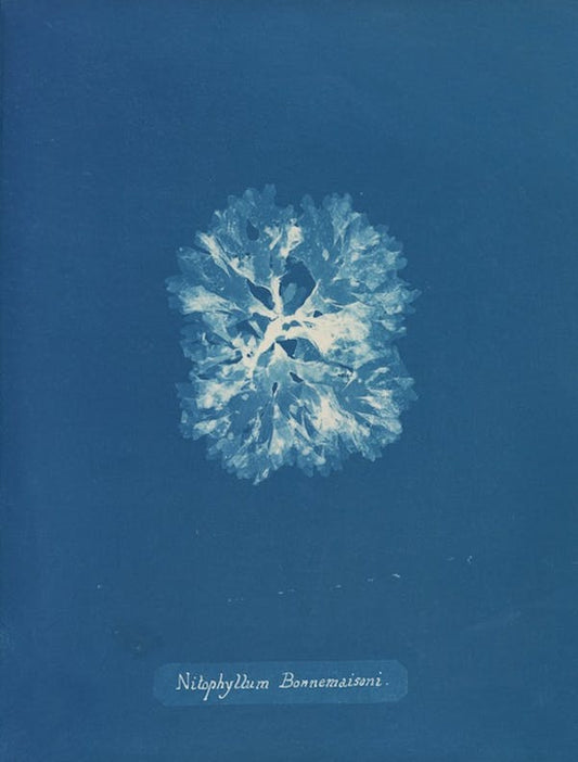 Nitophyllum Bonnemaisoni de Anna Atkins