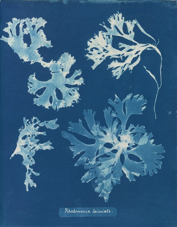 Rhodomenia laciniata por Anna Atkins