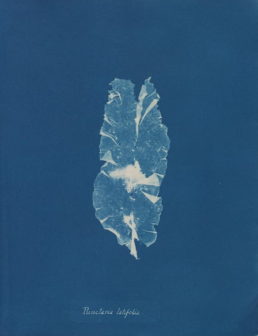 Punctaria latifolia por Anna Atkins