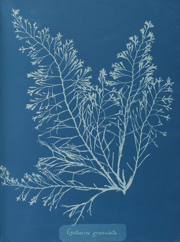Cystoseira granulata por Anna Atkins