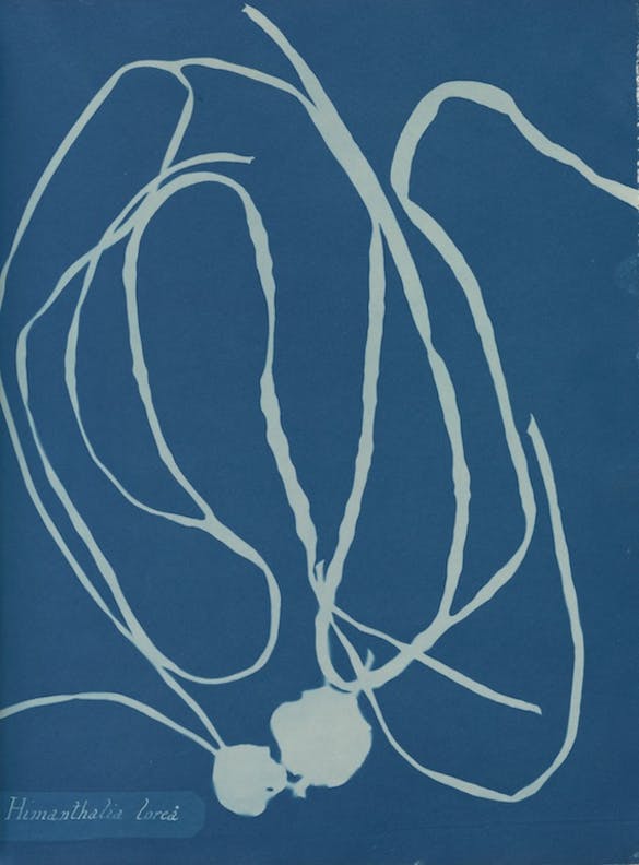 Himanthalia lorea de Anna Atkins