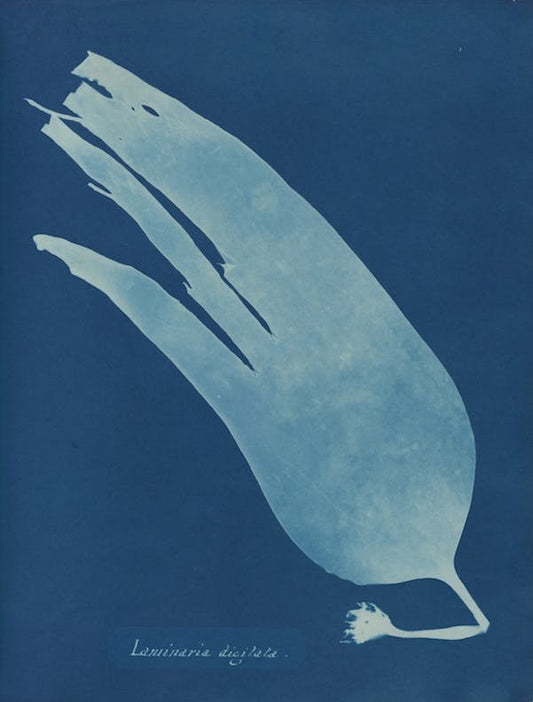 Laminaria digitata por Anna Atkins
