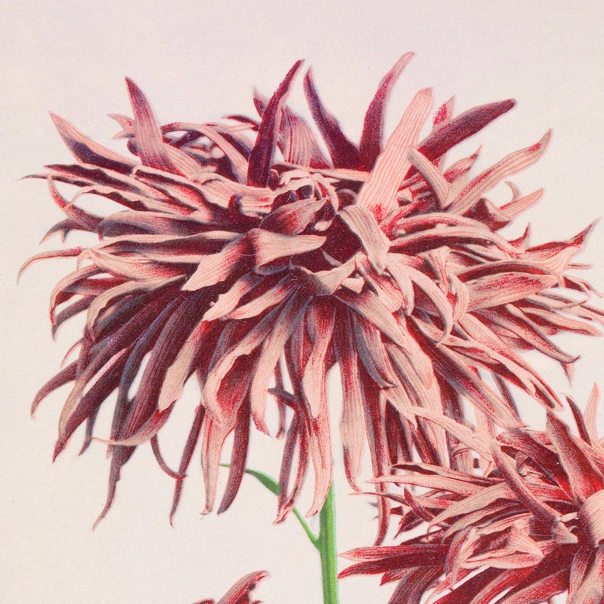 Tres crisantemos rosados de Ogawa Kazumasa