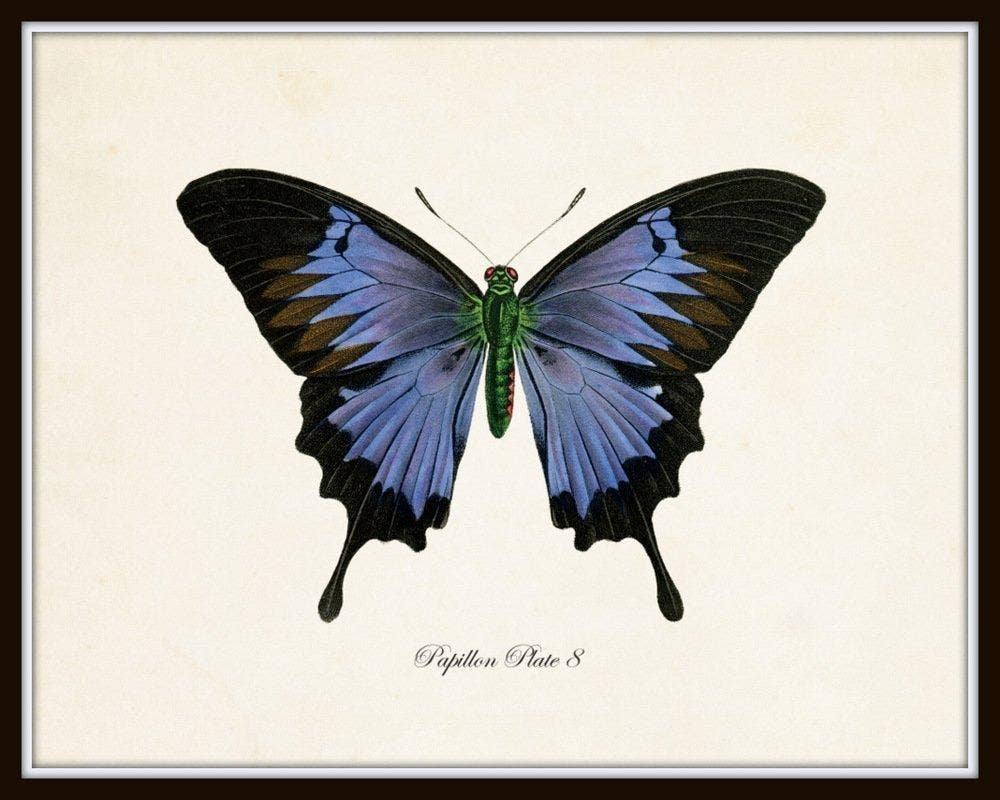 Conjunto de 9 láminas artísticas de mariposas vintage