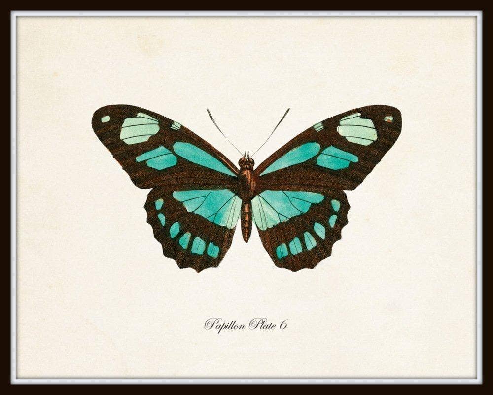 Conjunto de 9 láminas artísticas de mariposas vintage