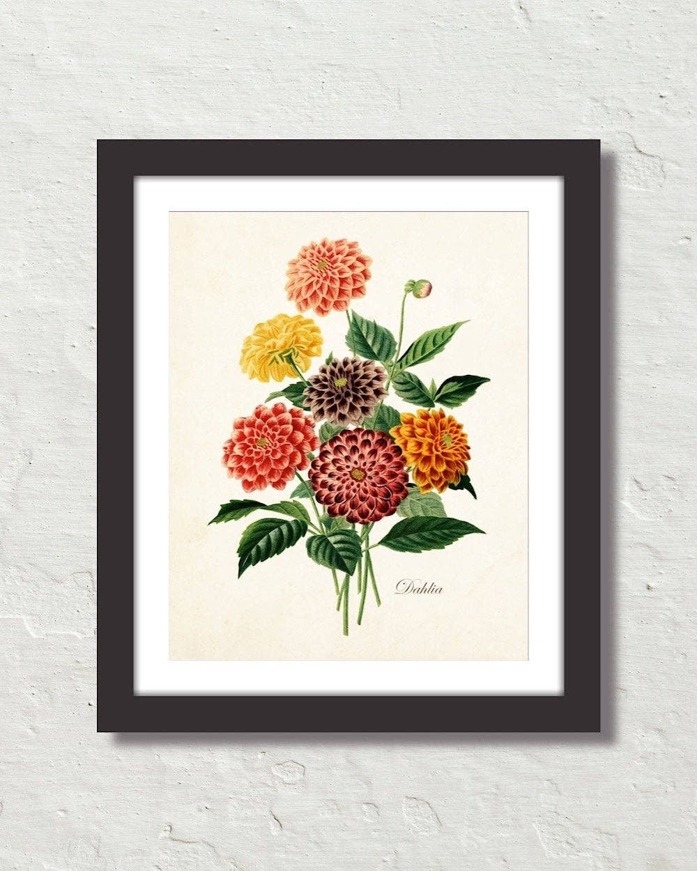 Antique Botancial French Dahlias Giclee Art Print