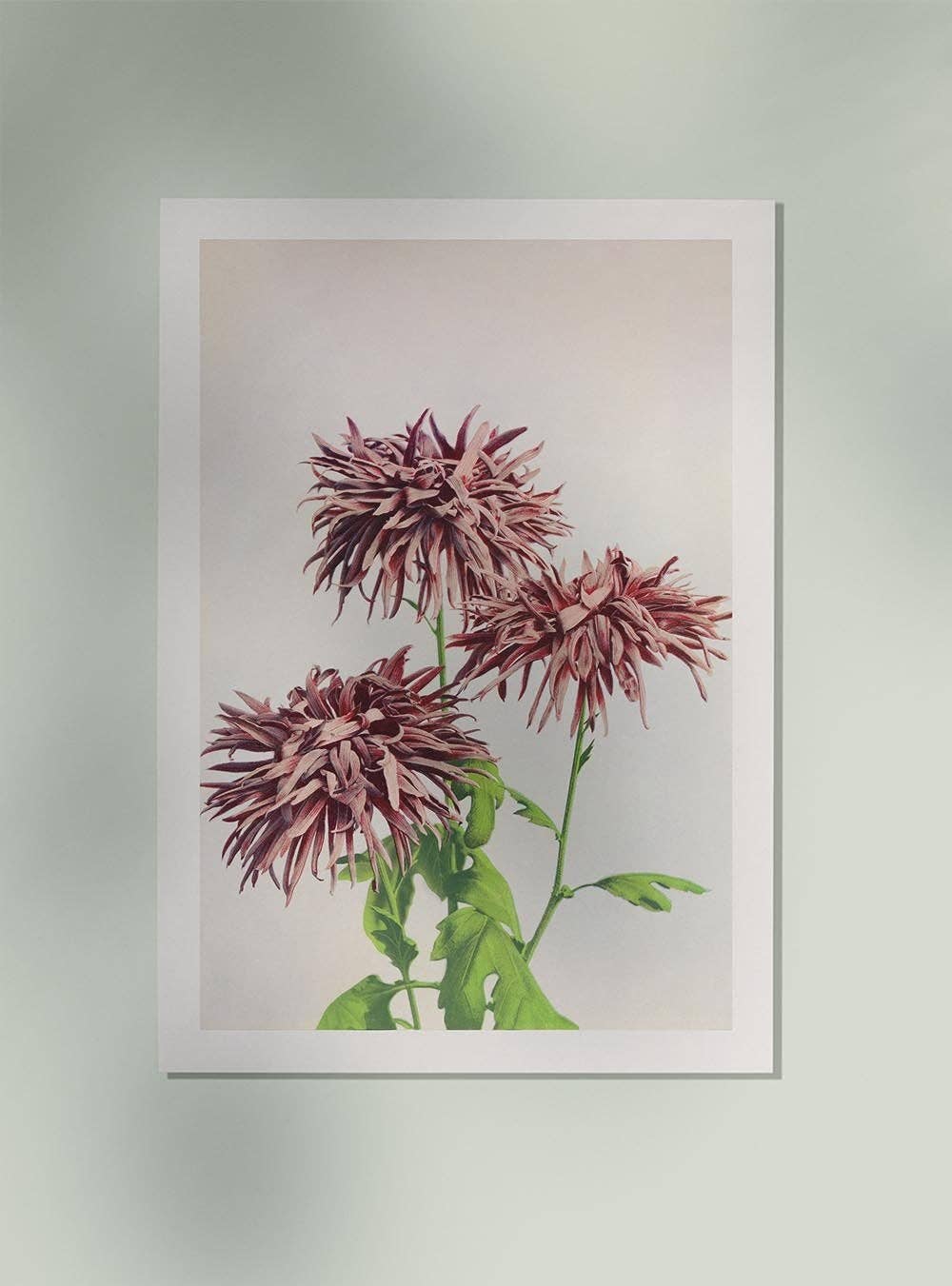 Tres crisantemos rosados de Ogawa Kazumasa