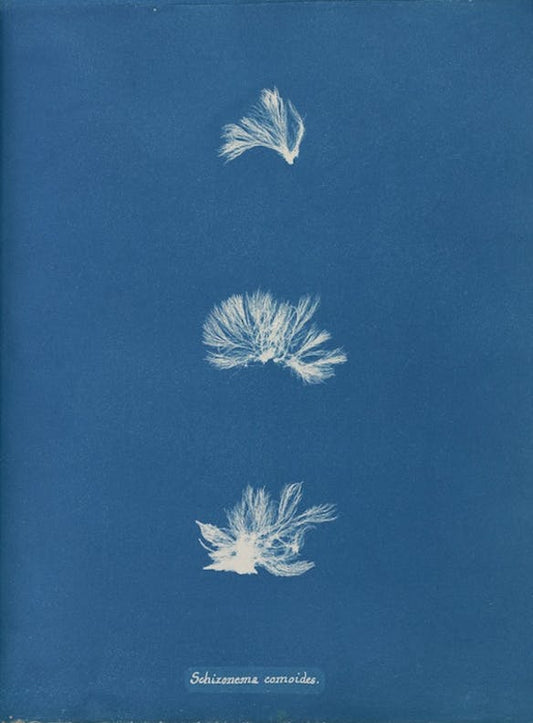 Schizonema comoides por Anna Atkins