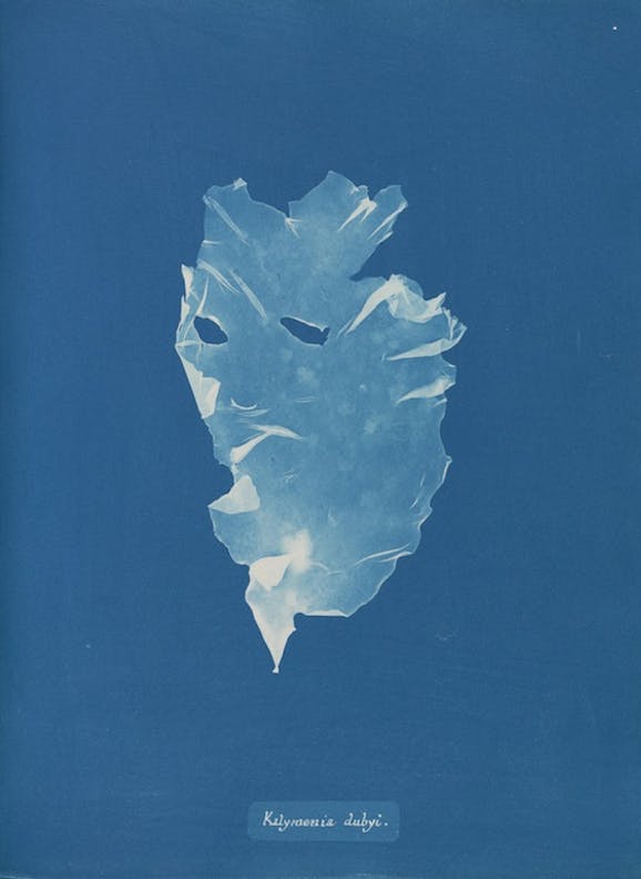 Kalymenia Dubyi de Anna Atkins