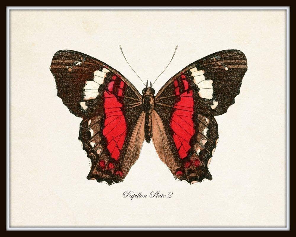 Conjunto de 9 láminas artísticas de mariposas vintage