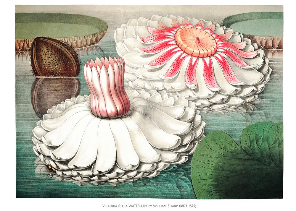 Juego de 7 pósters para pared de galería de arte botánico