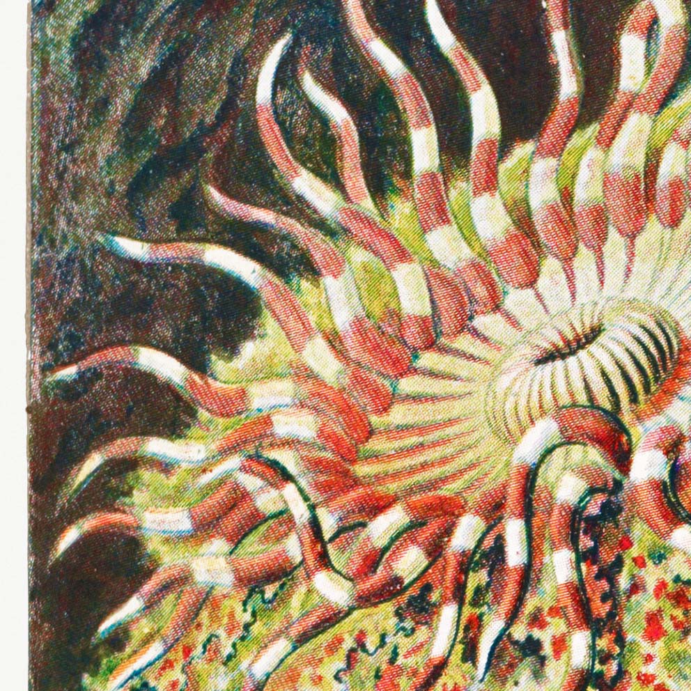 Anémona de mar I (Actiniae–Seeanemonen) de Ernst Haeckel