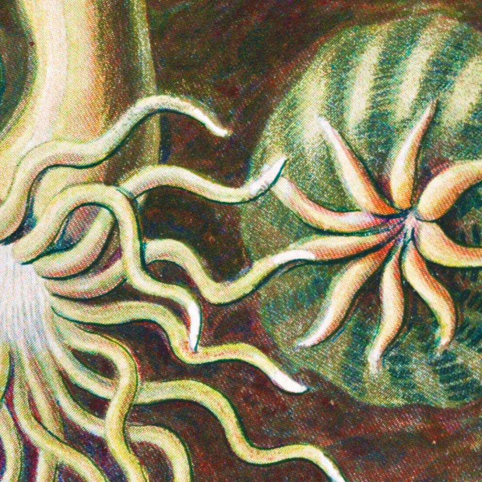 Anémona de mar I (Actiniae–Seeanemonen) de Ernst Haeckel
