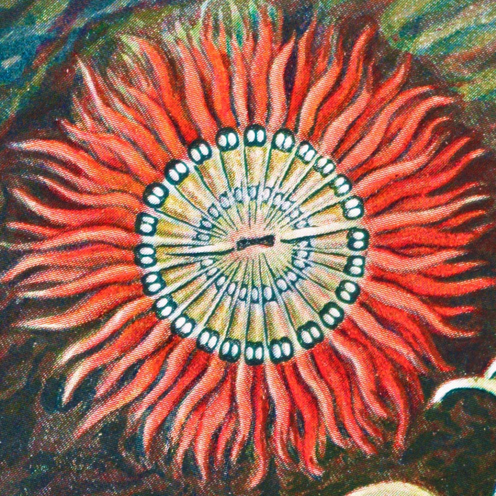 Anémona de mar I (Actiniae–Seeanemonen) de Ernst Haeckel