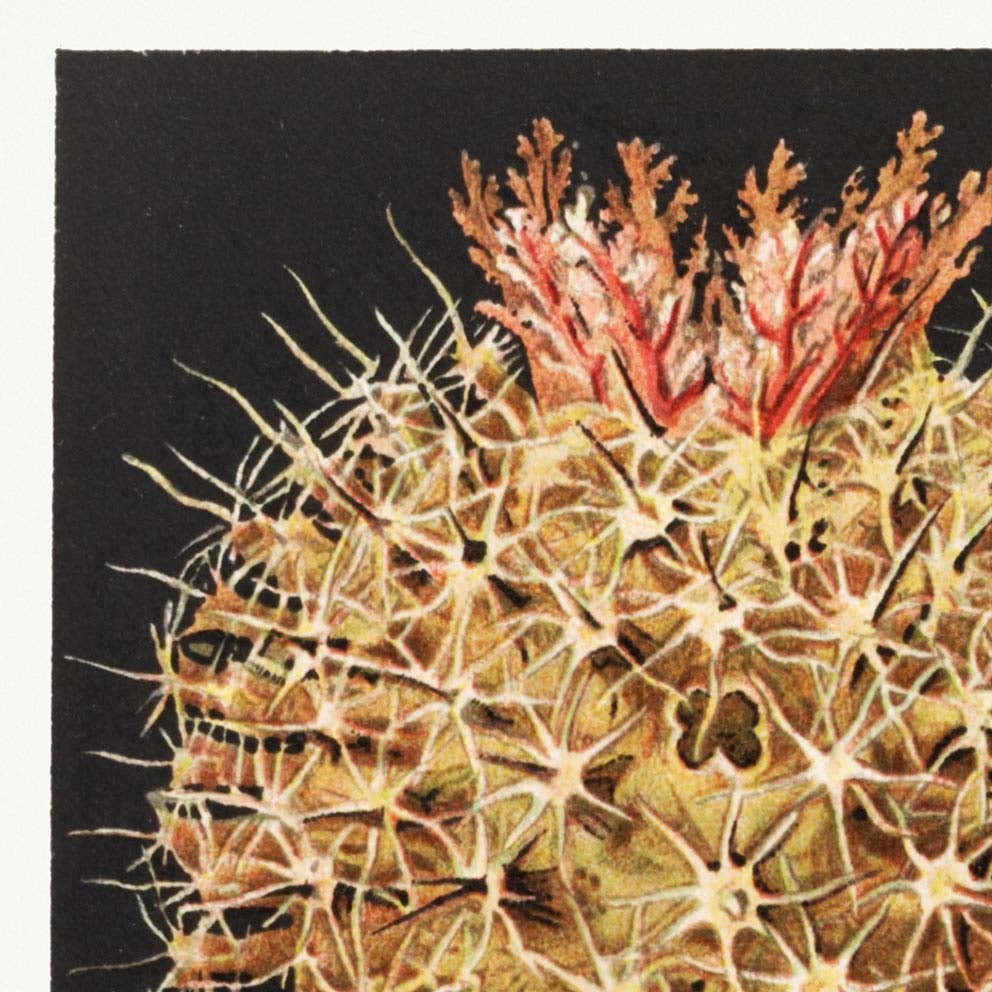 Ascidiae - Corales coloridos Embriología, por Ernst Haeckel