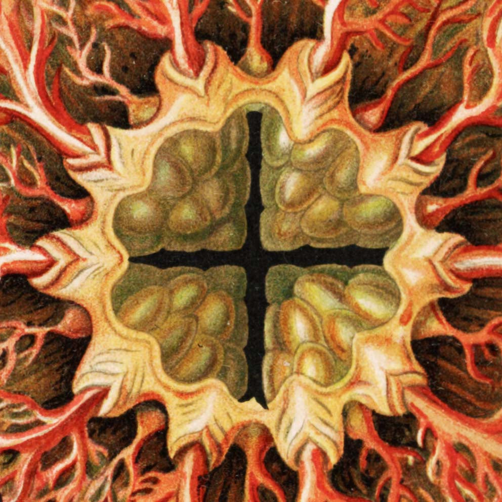 Ascidiae - Corales coloridos Embriología, por Ernst Haeckel