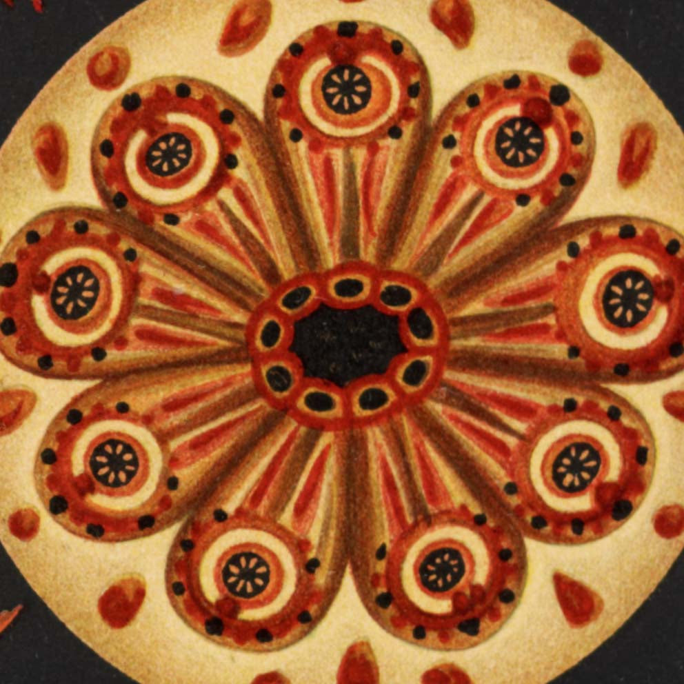 Ascidiae - Corales coloridos Embriología, por Ernst Haeckel