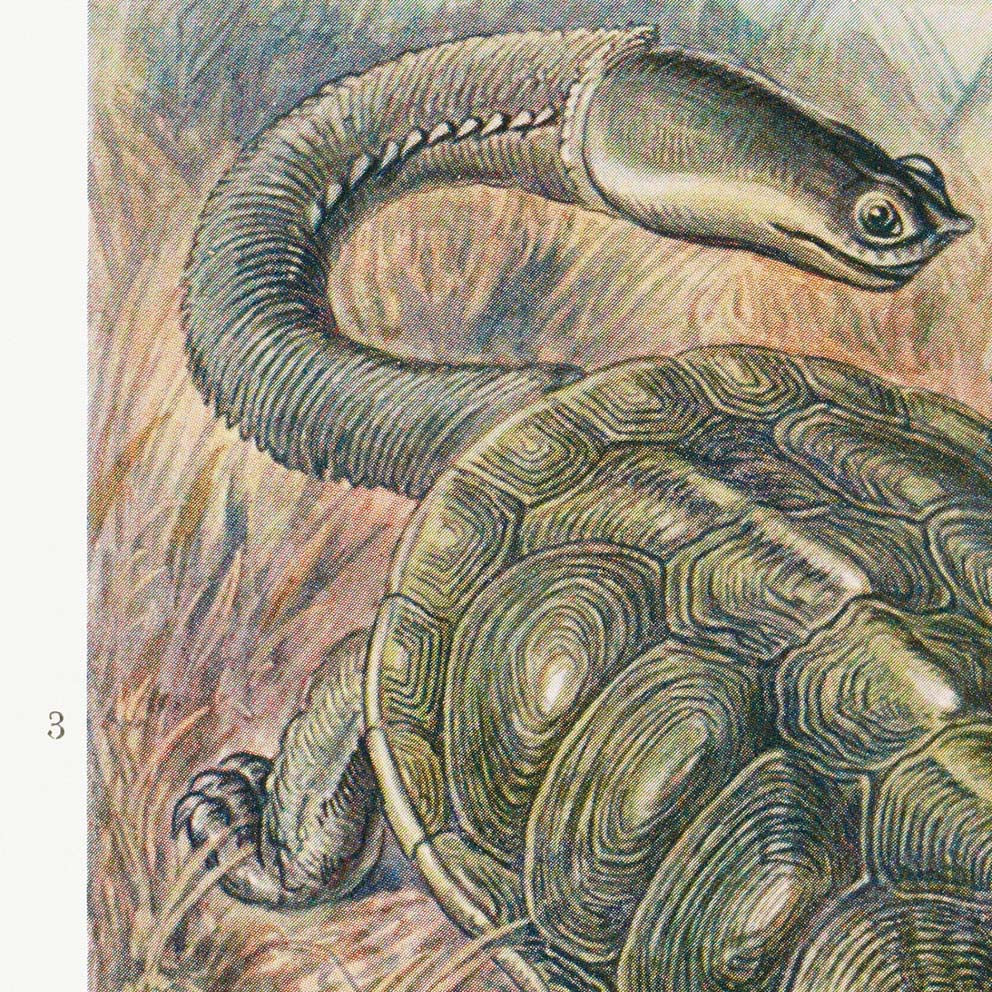 Chelonia de Ernst Haeckel