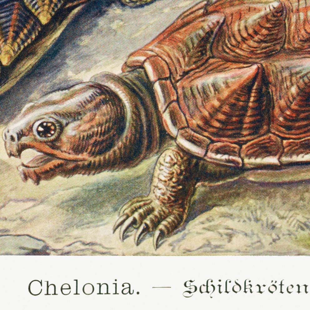 Chelonia de Ernst Haeckel