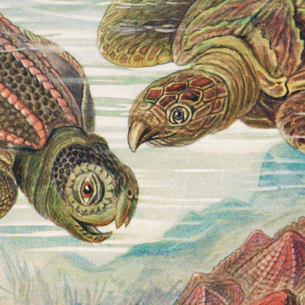 Chelonia de Ernst Haeckel