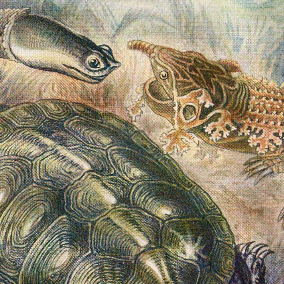 Chelonia de Ernst Haeckel