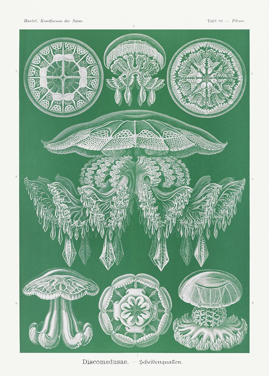 Discomedusae I - Medusa verde, de Ernst Haeckel