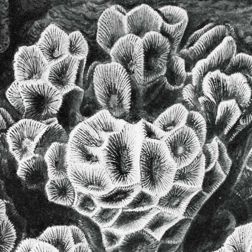Hexacoralla I de Ernst Haeckel