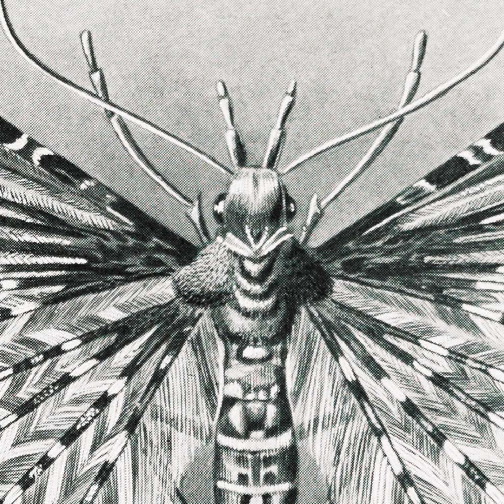 Polillas Tineida de Ernst Haeckel