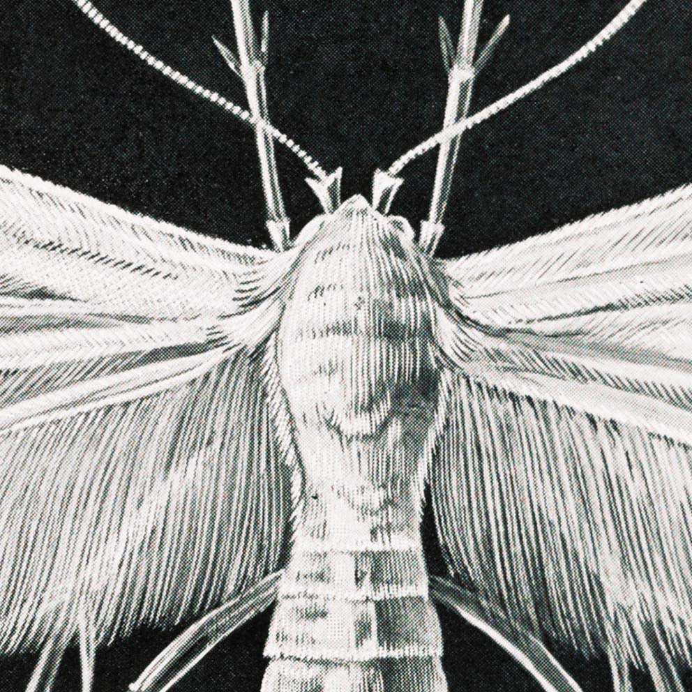 Polillas Tineida de Ernst Haeckel