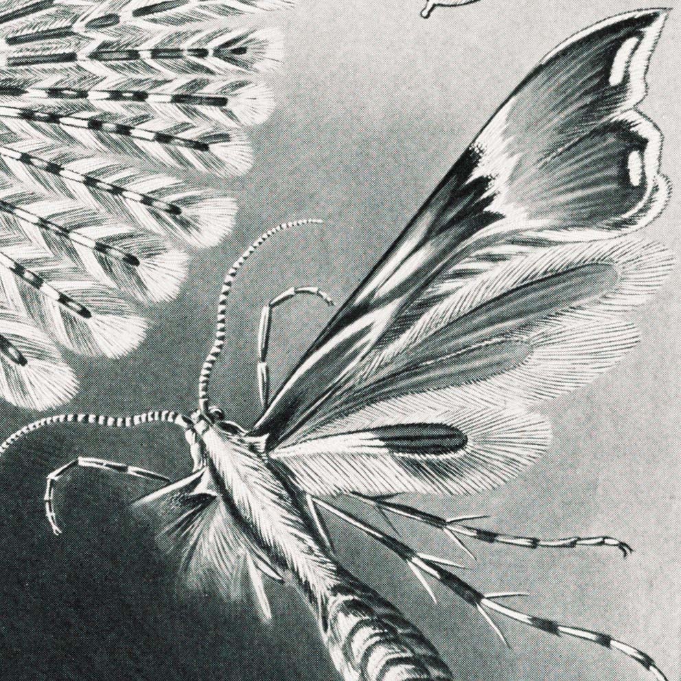 Polillas Tineida de Ernst Haeckel