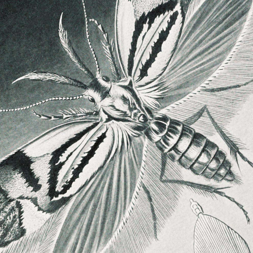 Polillas Tineida de Ernst Haeckel