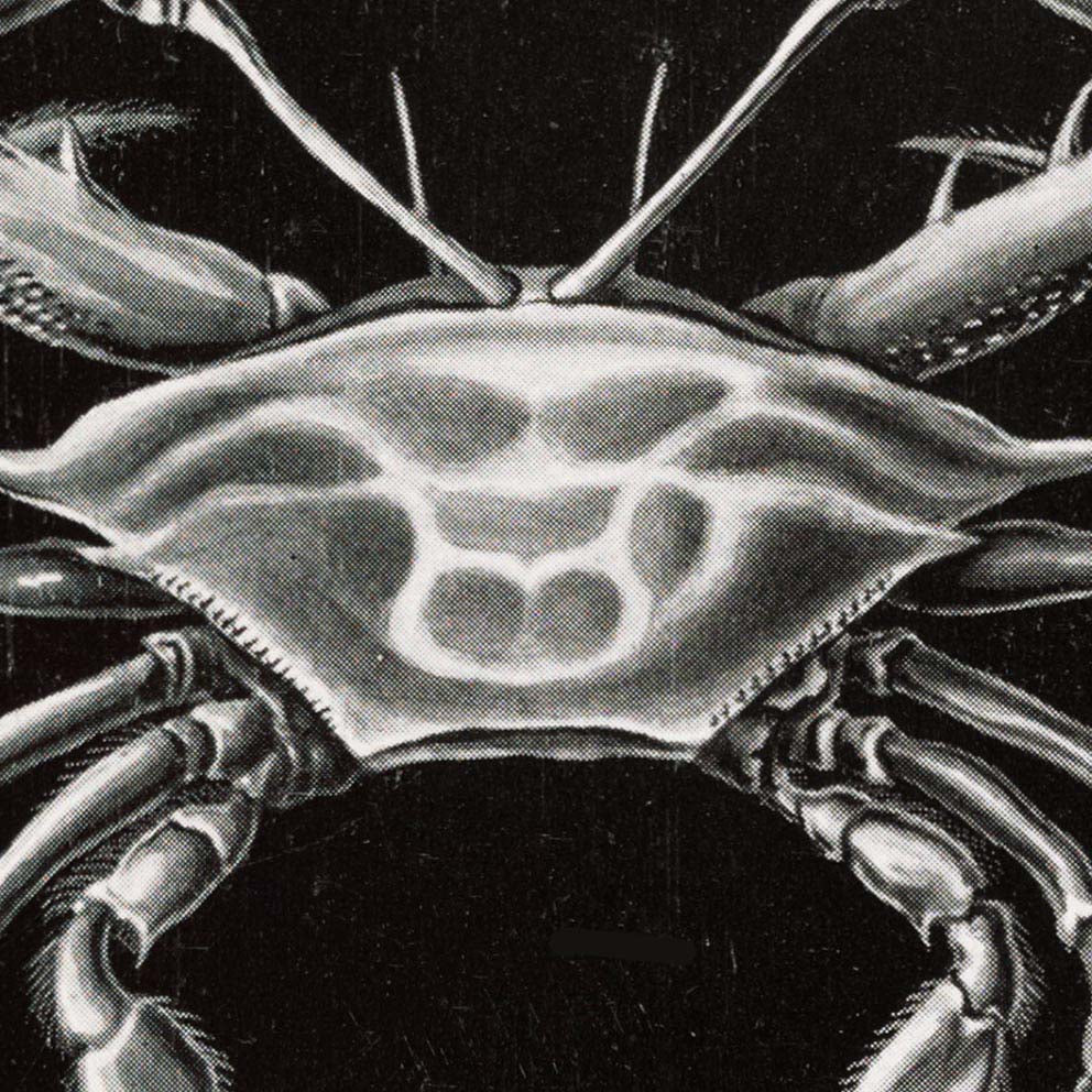 Decapoda de Ernst Haeckel