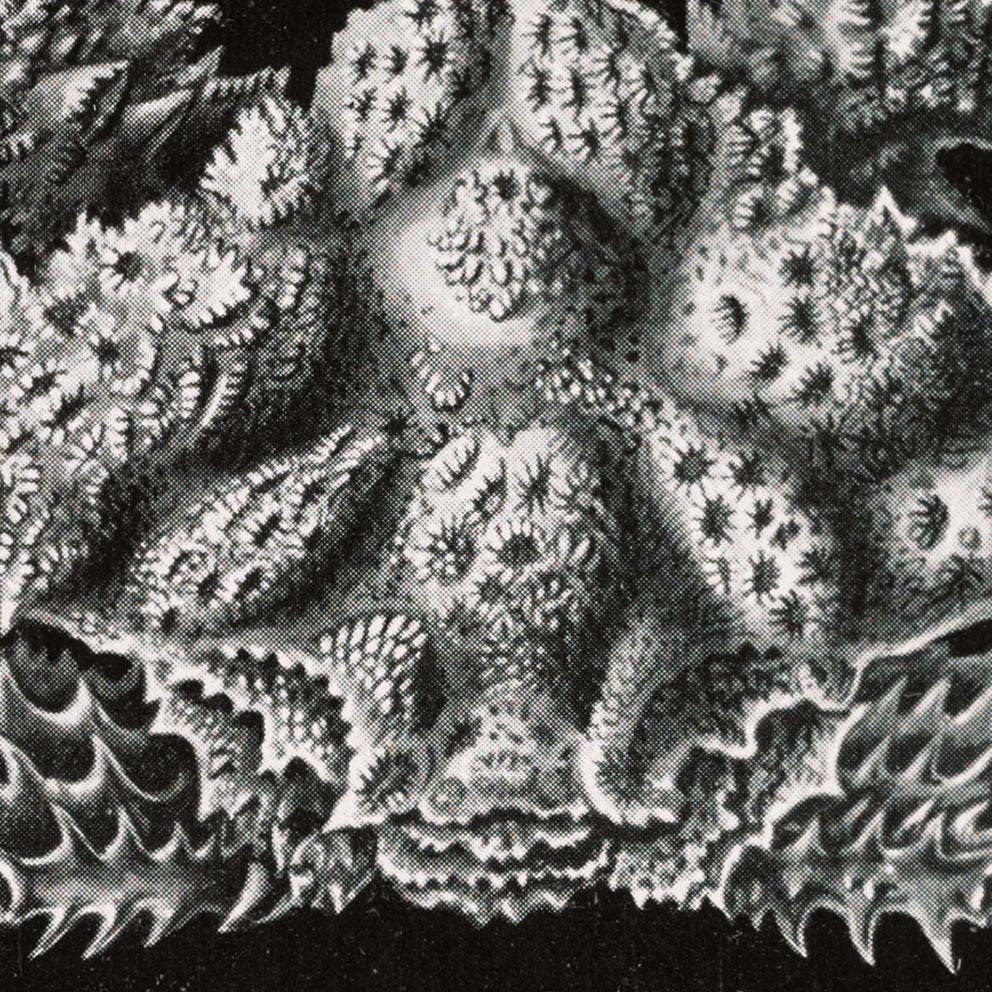 Decapoda de Ernst Haeckel