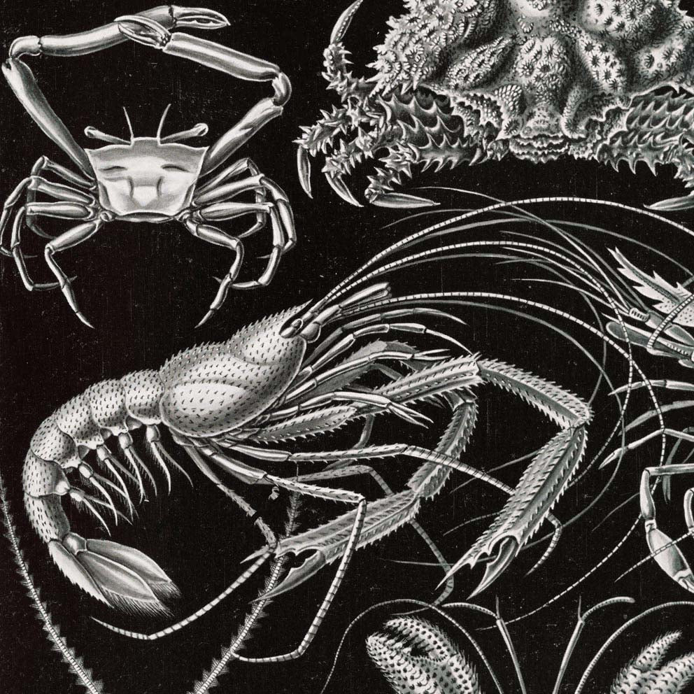 Decapoda de Ernst Haeckel
