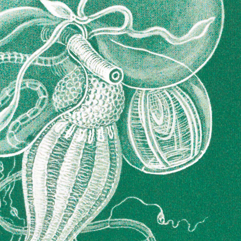 Siphonophorae I de Ernst Haeckel